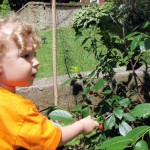 Picking cherries