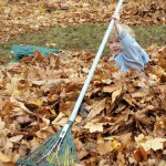 Buried in the leaves