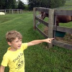 Horse Farmer