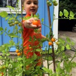 Picking Tomatoes