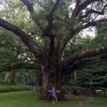 Really Big Tree