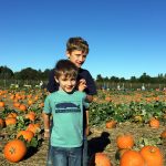 Field of Orange