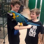 Meet the Macaw