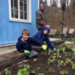 Planting Peas