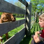 Farm Fence