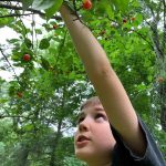 Picking Cherries