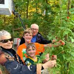 Picking Tomatoes