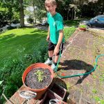 Transplanting Spinach